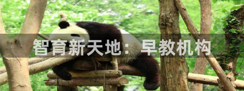 恒行娱乐吴74OOO5：智育新天地：早教机构