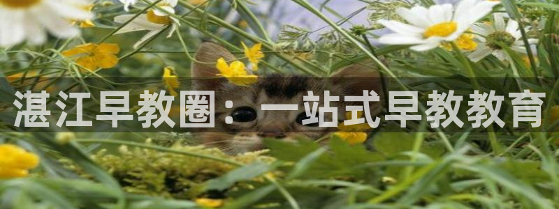 恒行2韩74OOO5:湛江早教圈:一站式早教教育