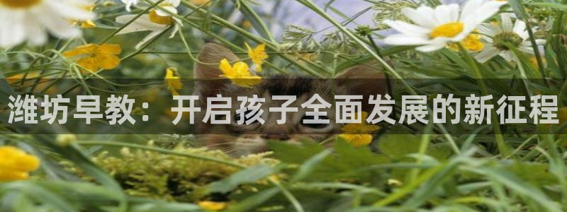 恒行2卫74OOO5：潍坊早教：开启孩子全面发展的新征程